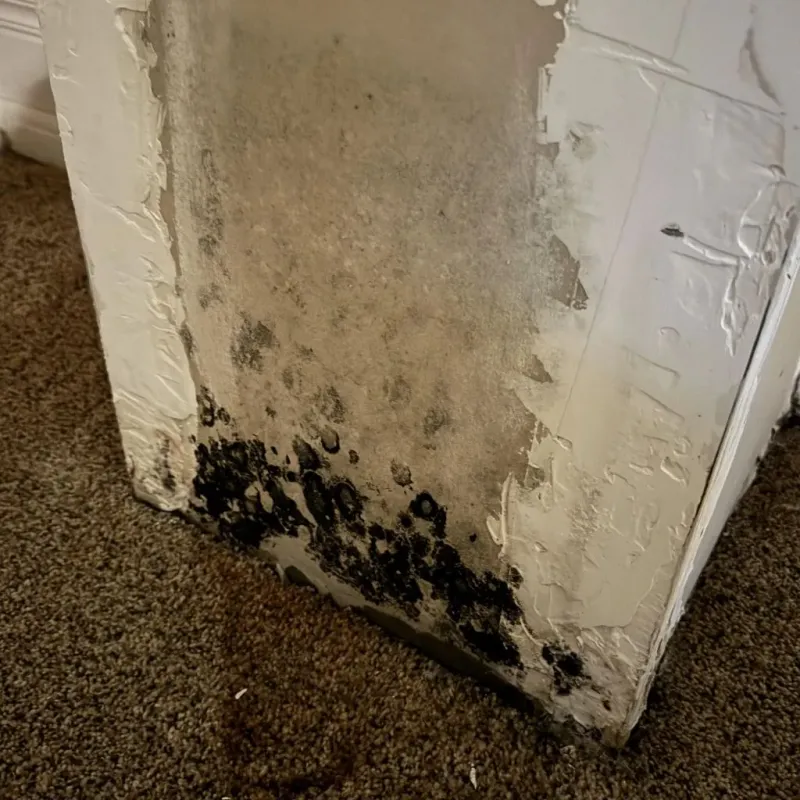 Professional Mold Removal in Medina, TX